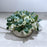 CDI Branches white with leaf