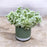 CDI White Lilac Flower in White Green Medium Pot