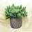 CDI Pine Evergreen in Small Gold Decorated Pot