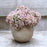 CDI Soft Pink Ball in Beige Gold Pot