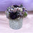 CDI Purple Color in White Pot