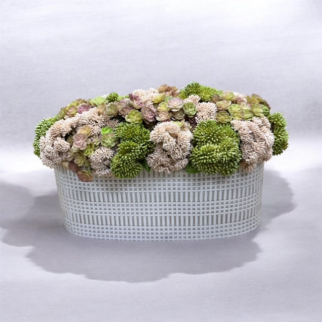 CDI Mixed Succulents in Cream Oval Pot