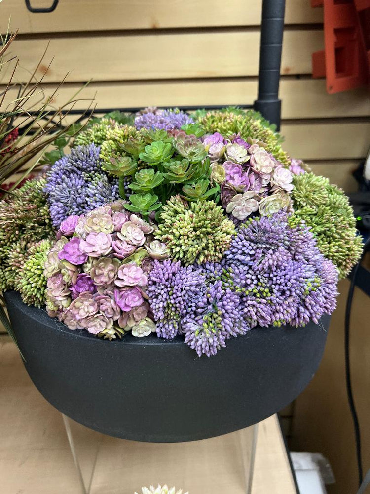 Sedum Floral in Round Pot