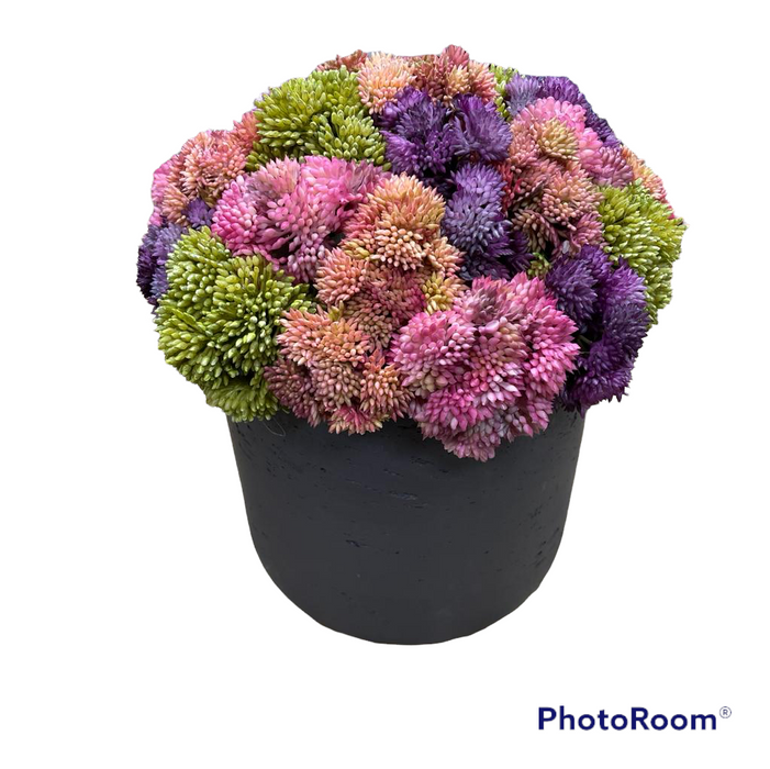 CDI Sedums with dark purple in round planter